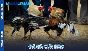 Đá gà cựa dao