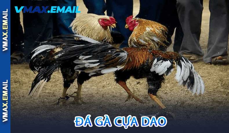 Đá gà cựa dao
